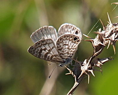 [The butterfly is perched facing downward on a thorny brown branch with coloring similar to the butterfly. The wings are partially open exposing the outer edges of the far side wings. There is a wide band of brown along the outer edge with the inner part being nearly all light grey brown. The inner side of the spots are a dark brown. One has to look very closely to notice any hints of blue on the inner wings in this image.]